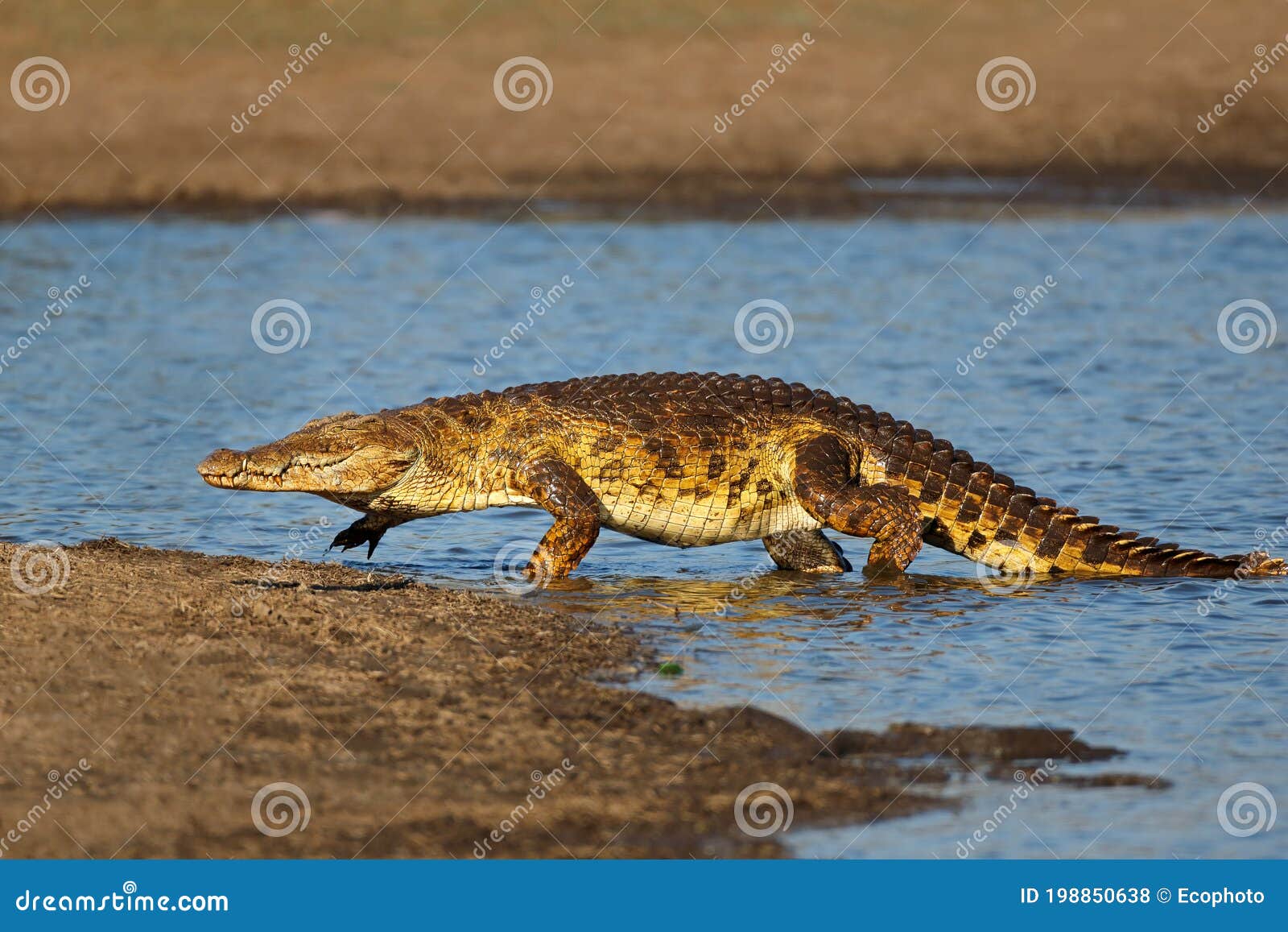 nile crocodile emerging from water