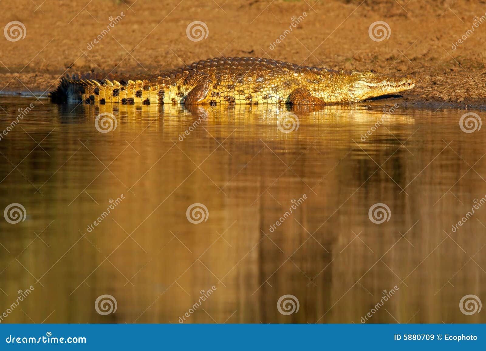 Crocodiles at a farm hi-res stock photography and images - Page 6 - Alamy