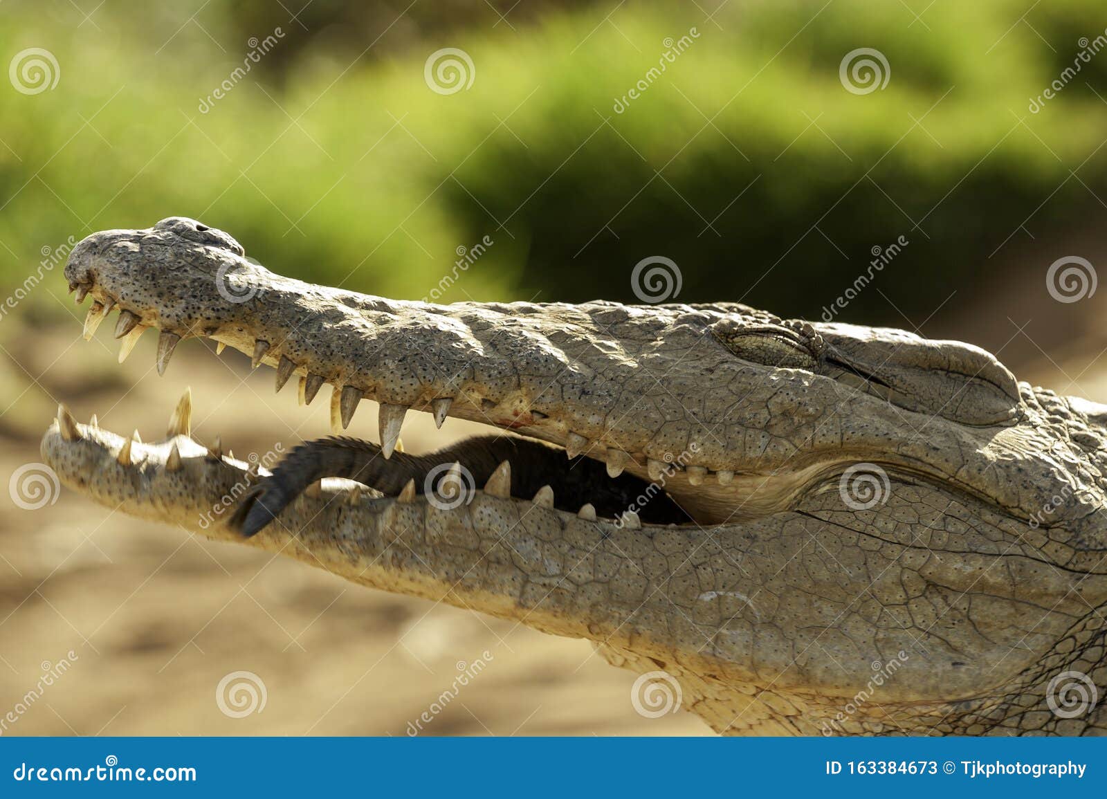 crocodile in crocs