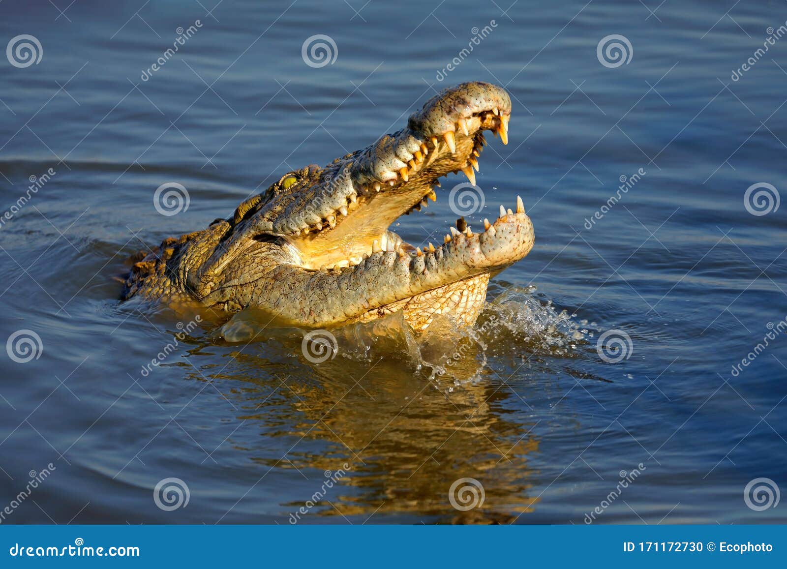 nile crocodile with open jaws
