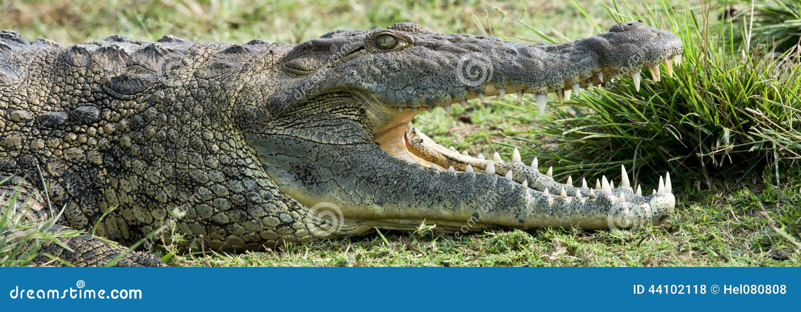 46 741 Crocodile Photos Free Royalty Free Stock Photos From Dreamstime 46 741 Crocodile Photos Free Royalty Free Stock Photos From Dreamstime