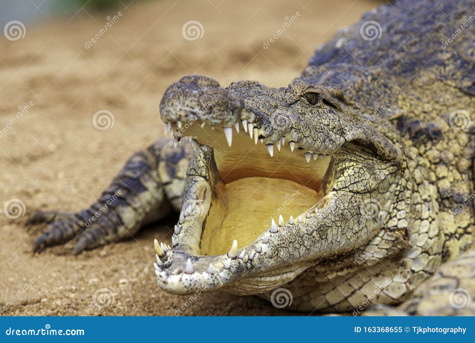 crocodile in crocs