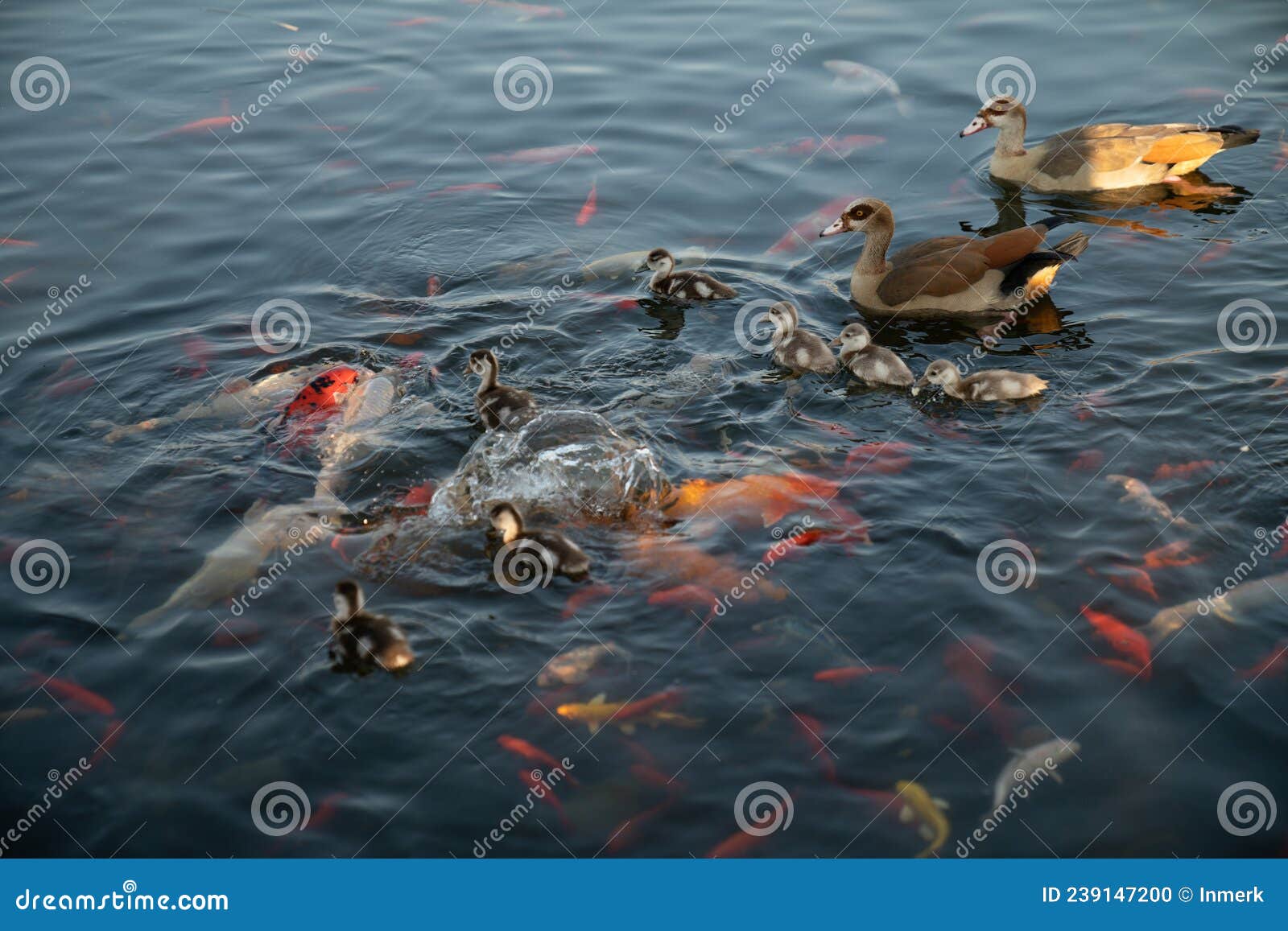 nile geese with chicks in a pond with koi fish