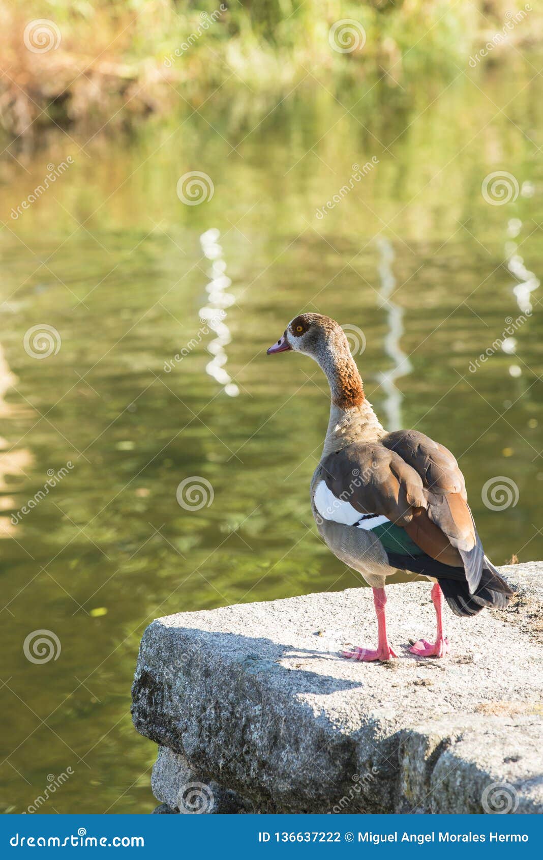 a nile goose or egyptian in galicia spain