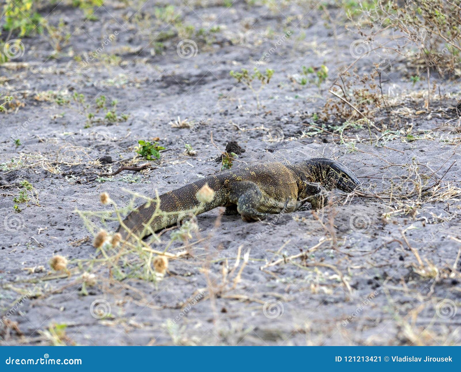 Nile Monitor Varanus Niloticus Looking For Food Chobe National Park Botswana Stock Image nile-monitor-varanus-niloticus-looking-for-food-chobe-national-park-botswana-stock-image