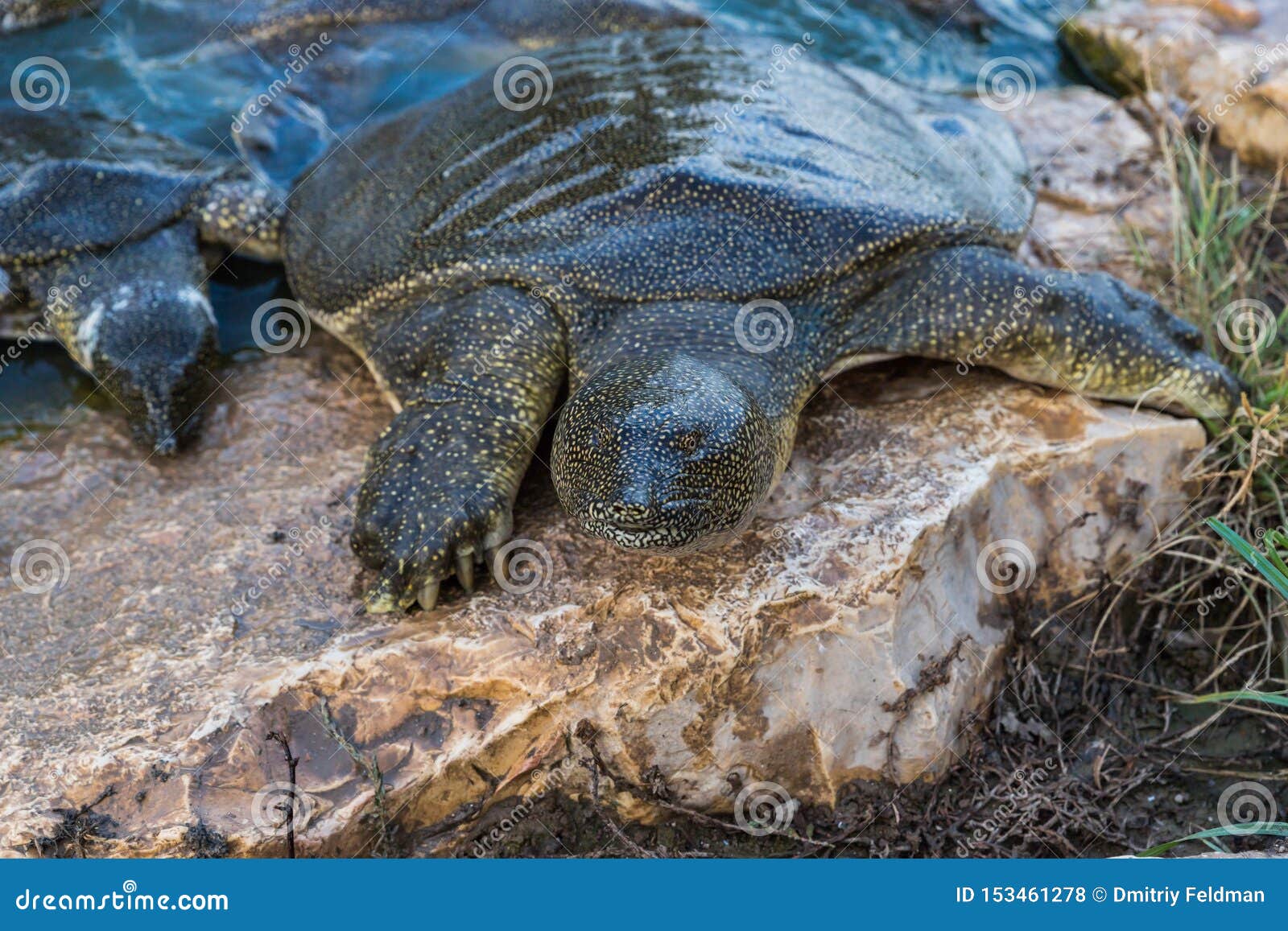 nile soft-skinned turtle - trionyx triunguis - climbs onto the stone beach in search of food in the alexander river near kfar vitk