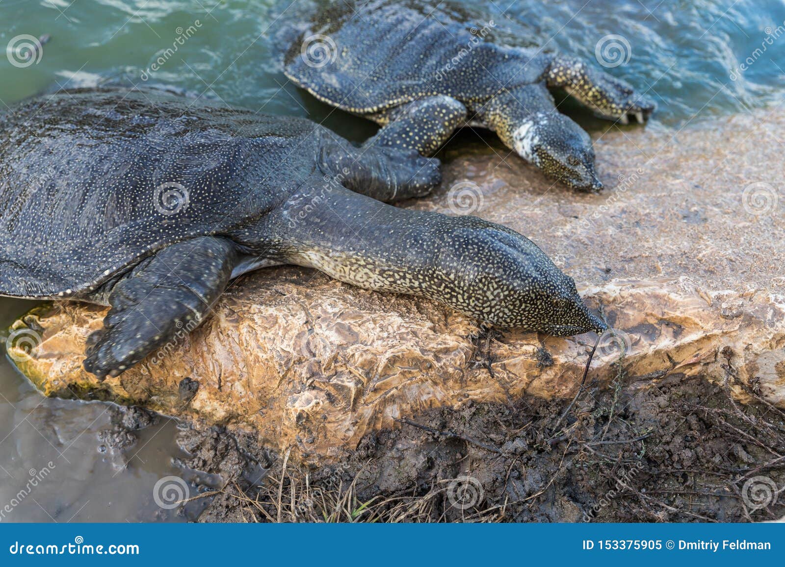 nile soft-skinned turtles - trionyx triunguis - climb onto the stone beach in search of food in the alexander river near kfar vitk