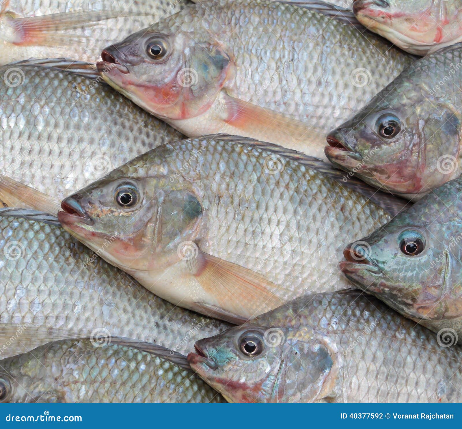 Nile Tilapia photo stock. Image du viande, animal, frais 40377592