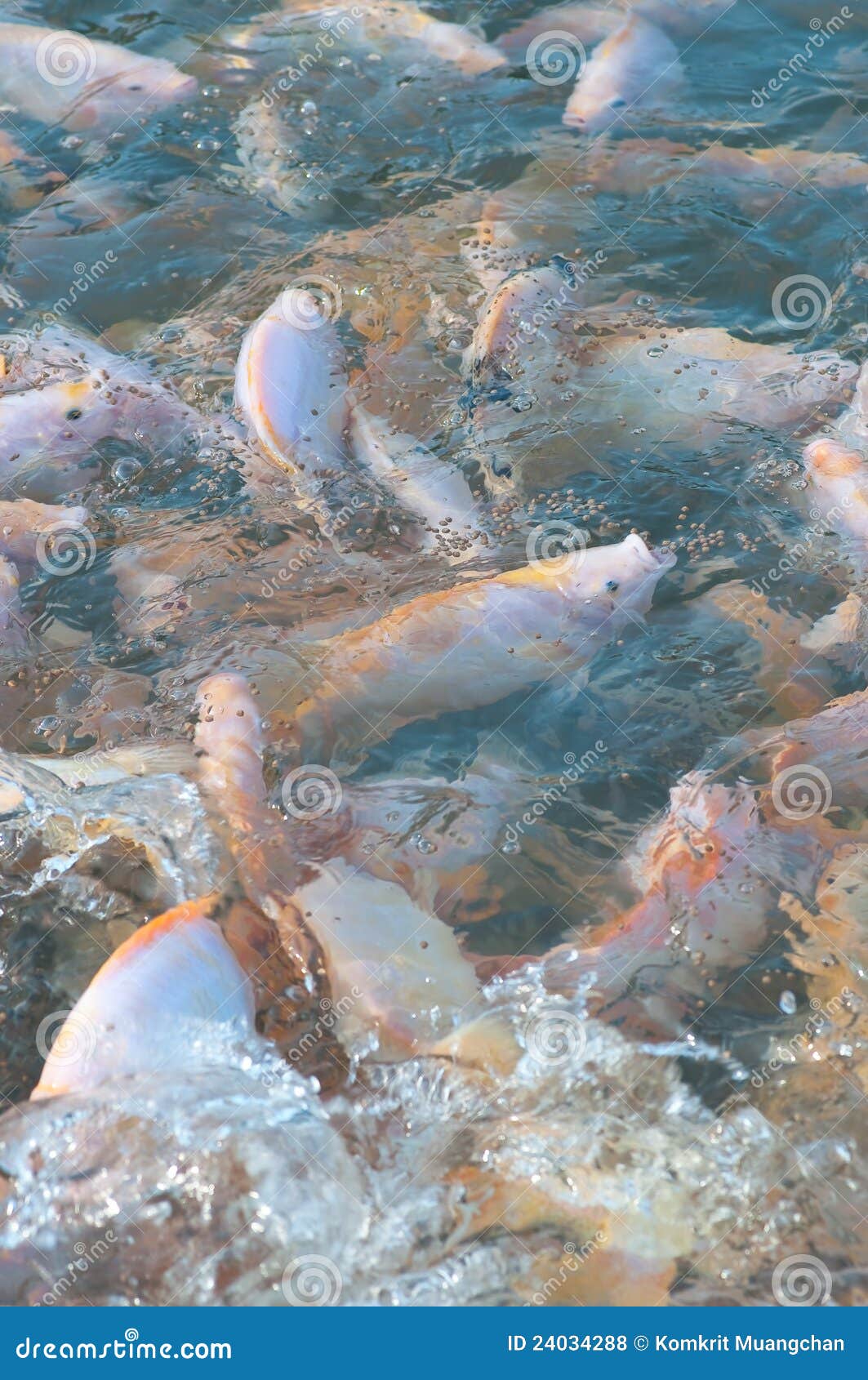 Nile tilapia farm stock photo. Image of market, natural 24034288