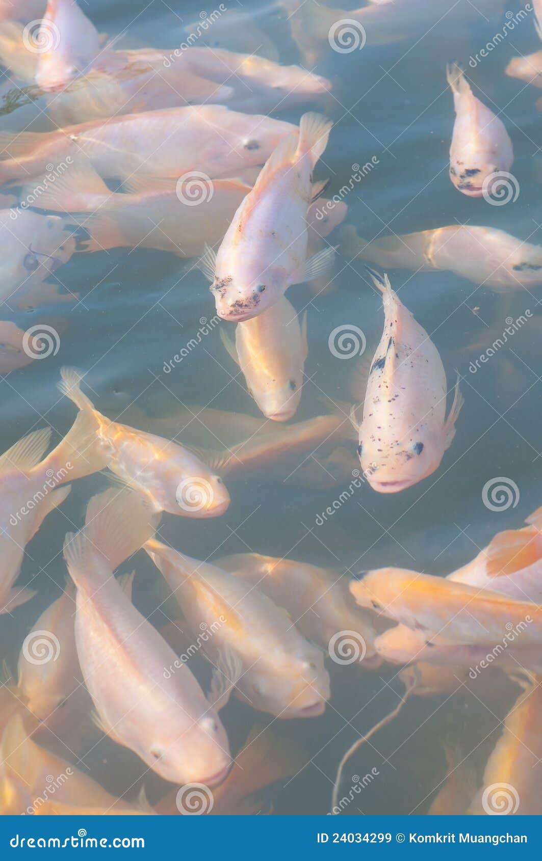 Nile tilapia farm stock image. Image of natural, detail 24034299