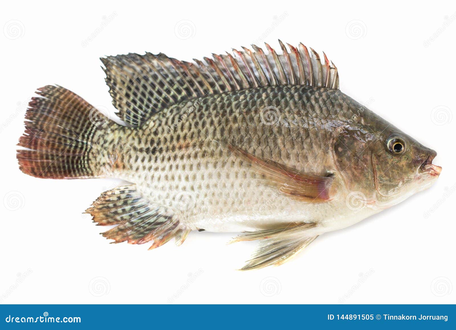 Nile Tilapia Fish Isolated on White Background, Fish Meat Stock Image