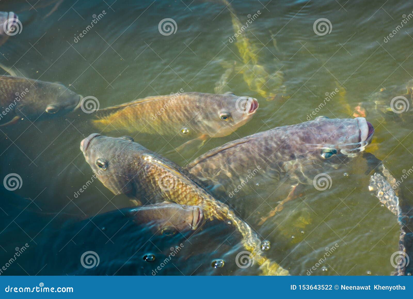 Nile Tilapia, Freshwater Fish that is Popularly Used for Industrial Farming  because of Its Fast Growing, Easy To Raise, Good Yield Stock Photo - Image  of feeding, fish: 153643522