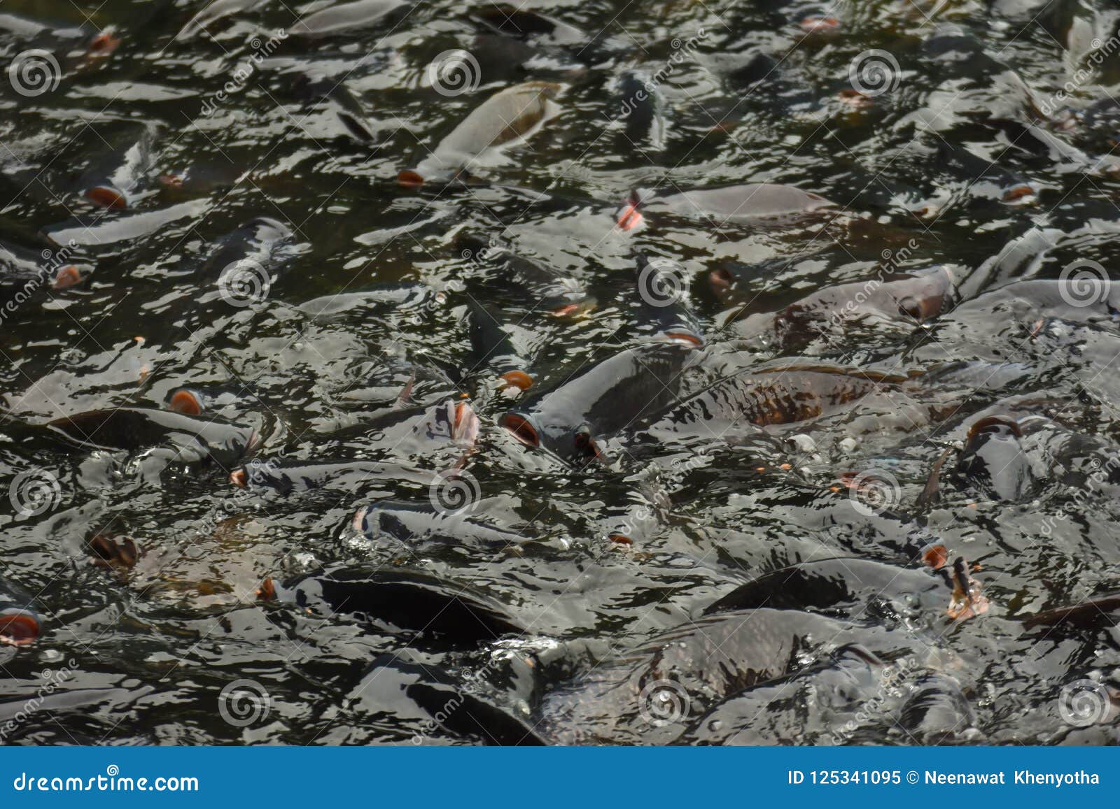 Tilapia is Eating in the Pond. Stock Image - Image of dead, feeding ...