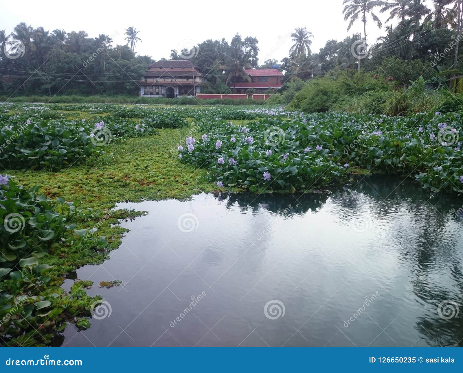 pond of palace