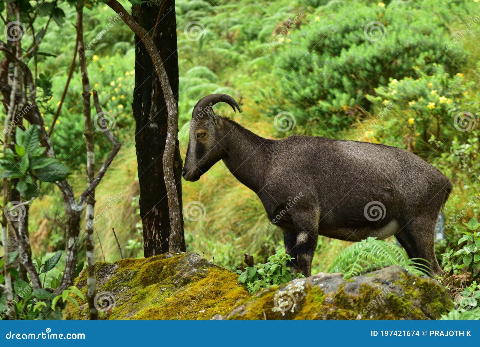Nilgiri Tahr Eravikulam National Park Stock Photo - Image of nature, pasture: 197421674 Nilgiri Tahr Eravikulam National Park Stock Photo - Image of nature, pasture: 197421674