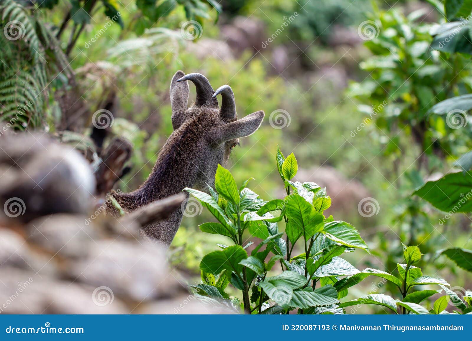 nilgiri tahr roaming around the eravikulam national park situated in the kannan devan hills near munnar. it is located in the