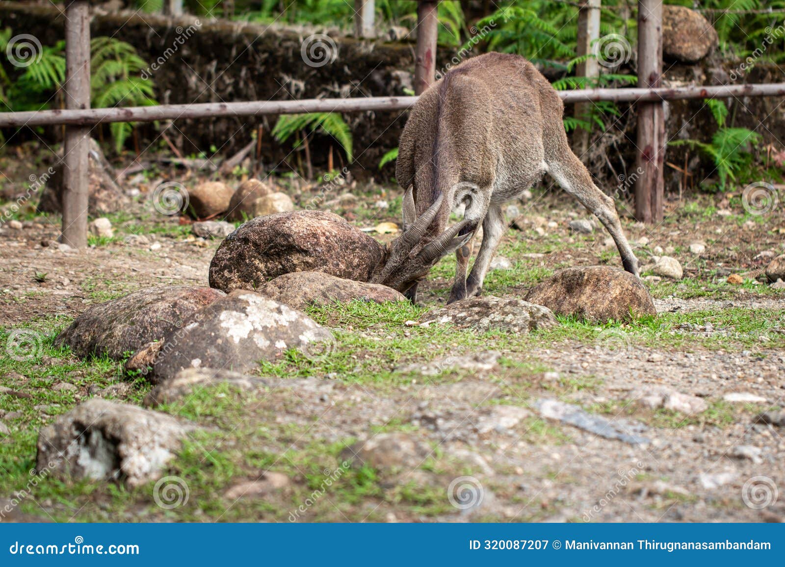 nilgiri tahr roaming around the eravikulam national park situated in the kannan devan hills near munnar. it is located in the
