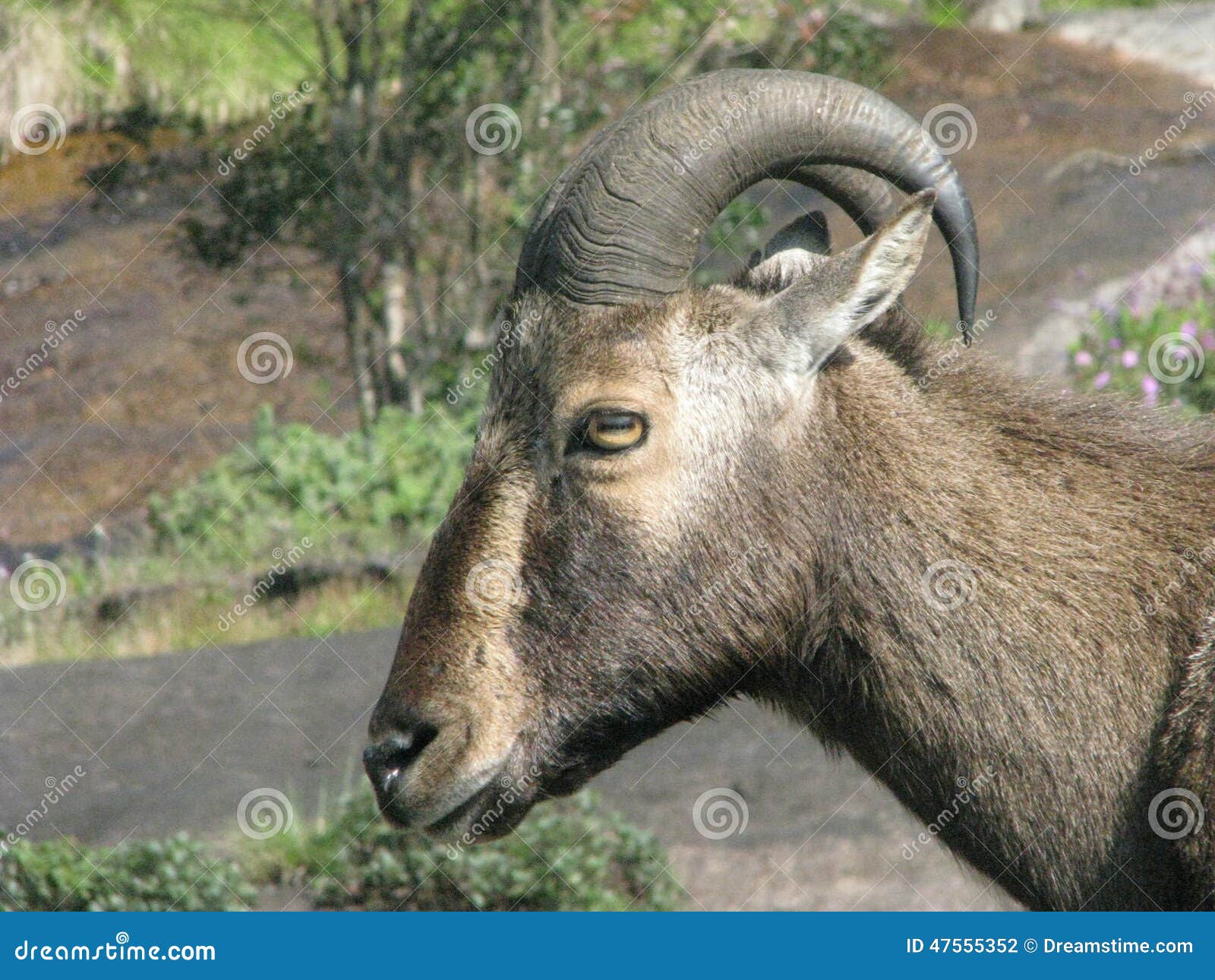 Nilgiri Tahr stock photo. Image of animal, goat, wildlife - 47555352