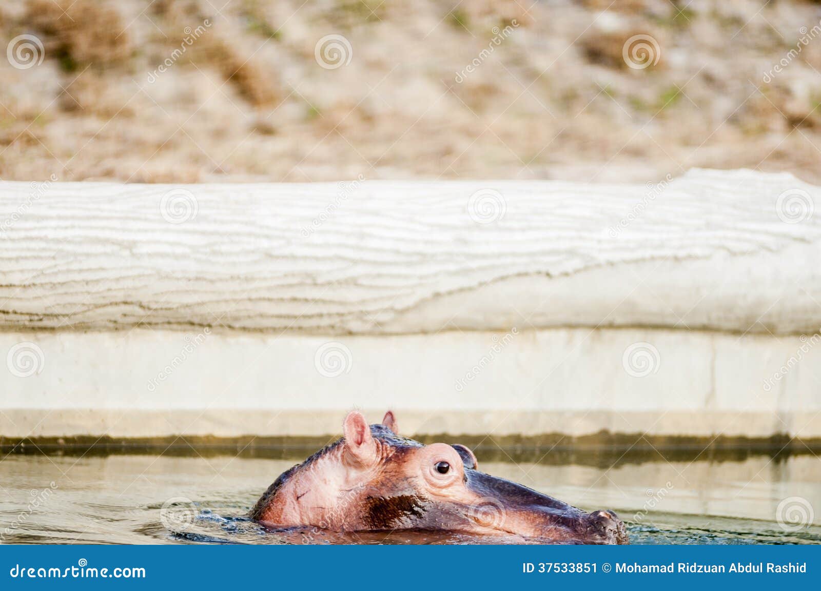 Nilpferd im Teich stockbild. Bild von wasser, safari 37533851