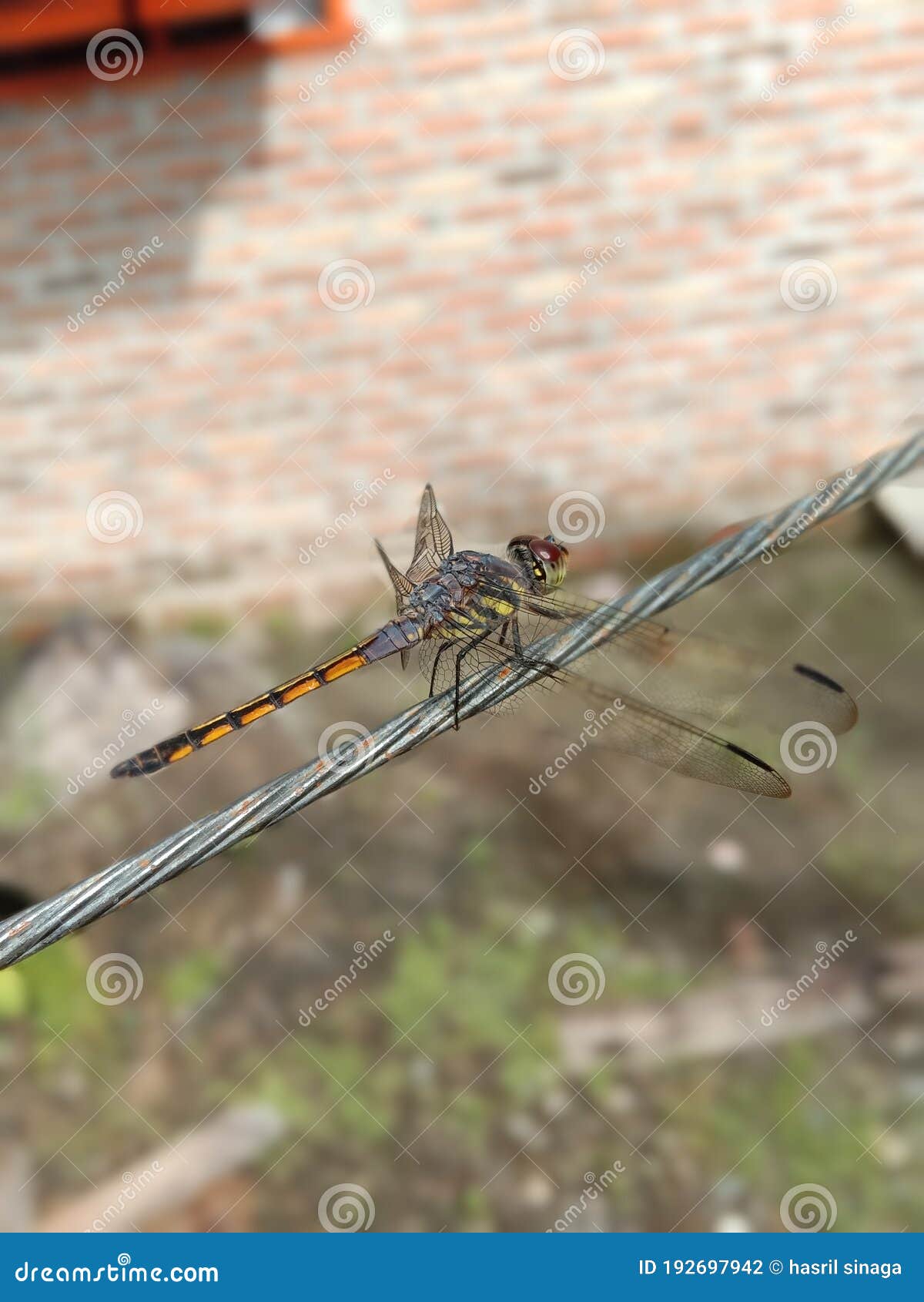 nimble insects like fighter planes