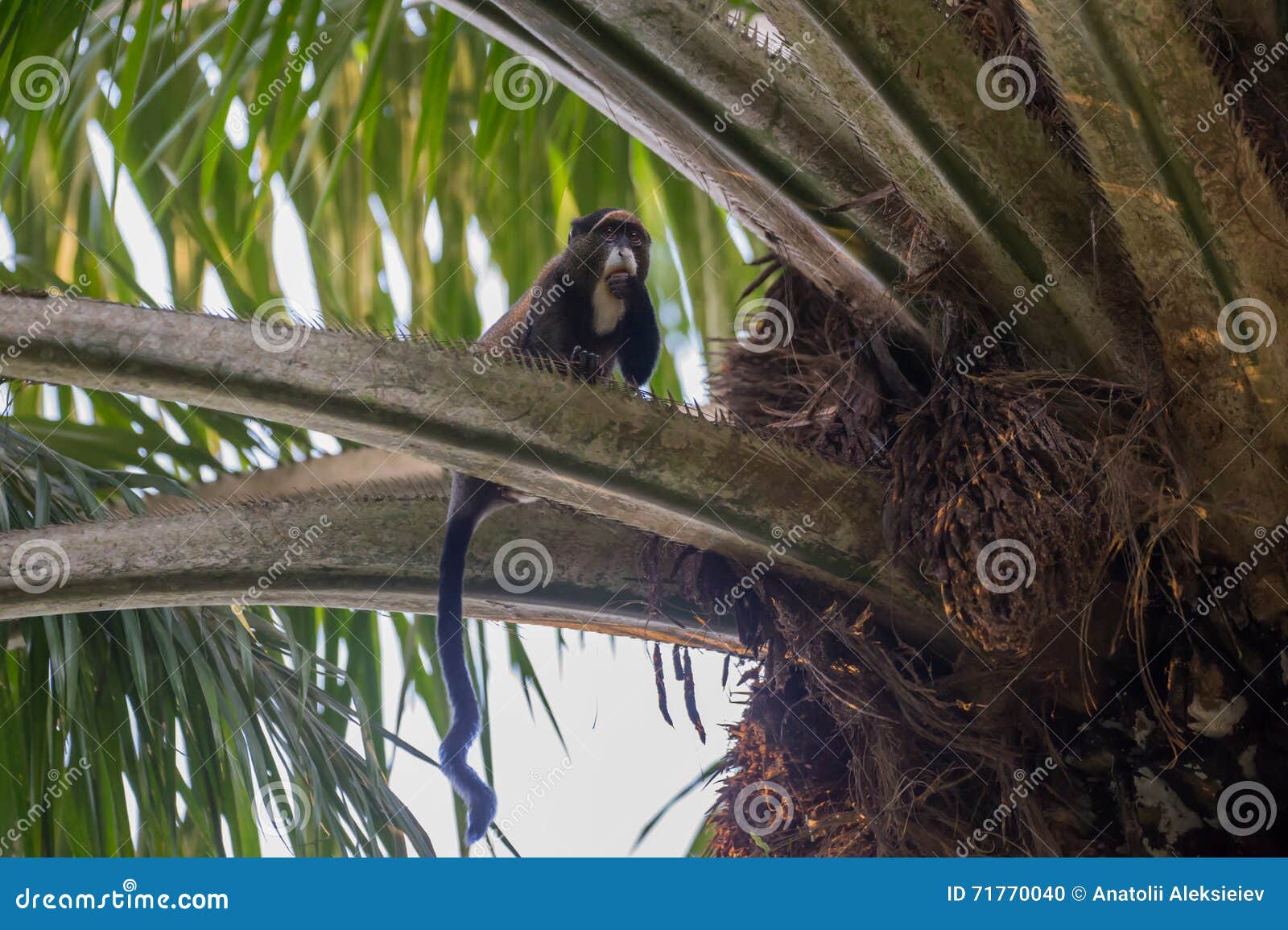 nimble marmoset eating on the tree (republic of the congo)