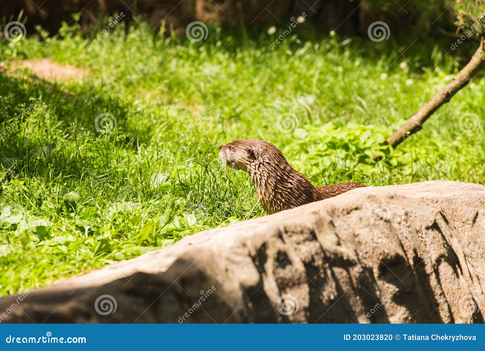 Nimble Wet Otter. Concept of Predatory Animals and Life in Nature. Animal Protection Concept. Stock Photo - Image of natural, animals: 203023820 Nimble Wet Otter. Concept of Predatory Animals and Life in Nature. Animal Protection Concept. Stock Photo - Image of natural, animals: 203023820
