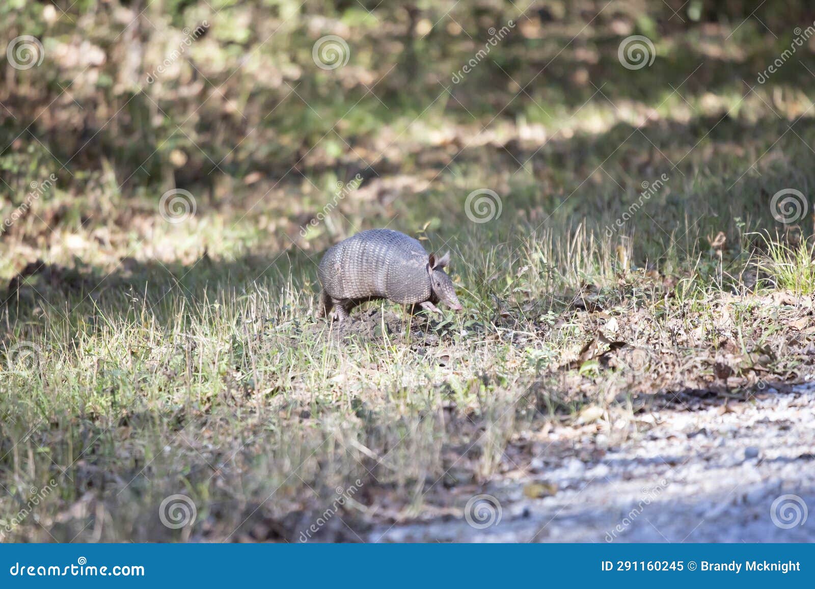 Nine-Banded Armadillo Stepping Over Ant Hill Stock Image - Image