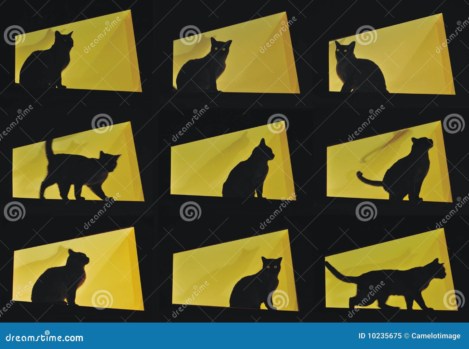 nine cat poses-black cat on yellow background