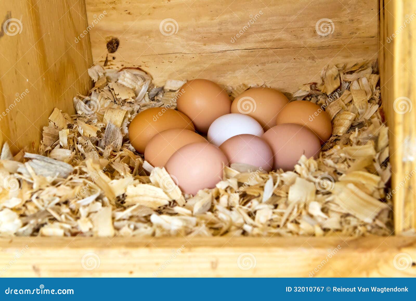 nine chicken eggs