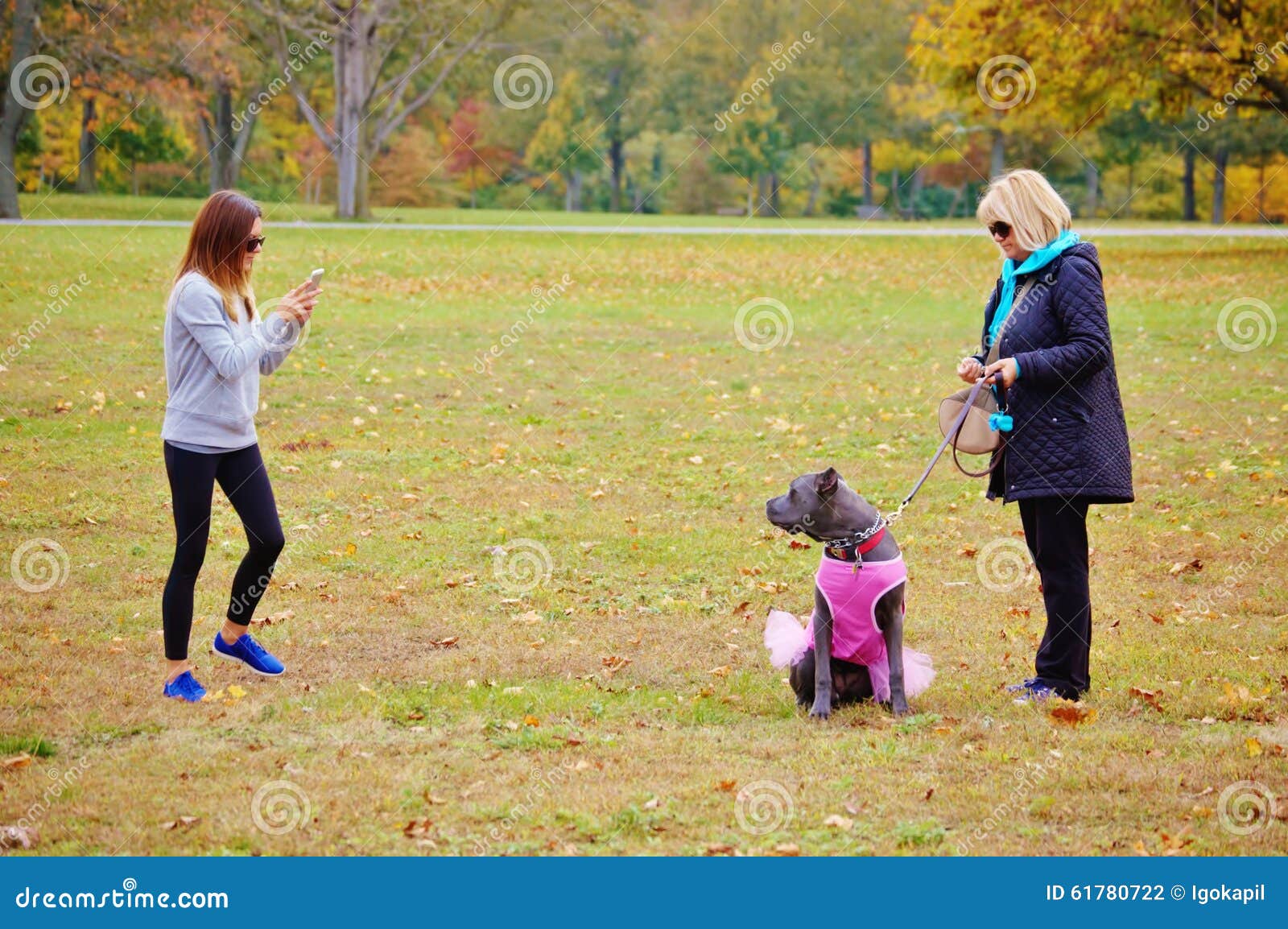 Nine Month Old Cane Corso Italian Mastiff In Dress Stock Photo Image