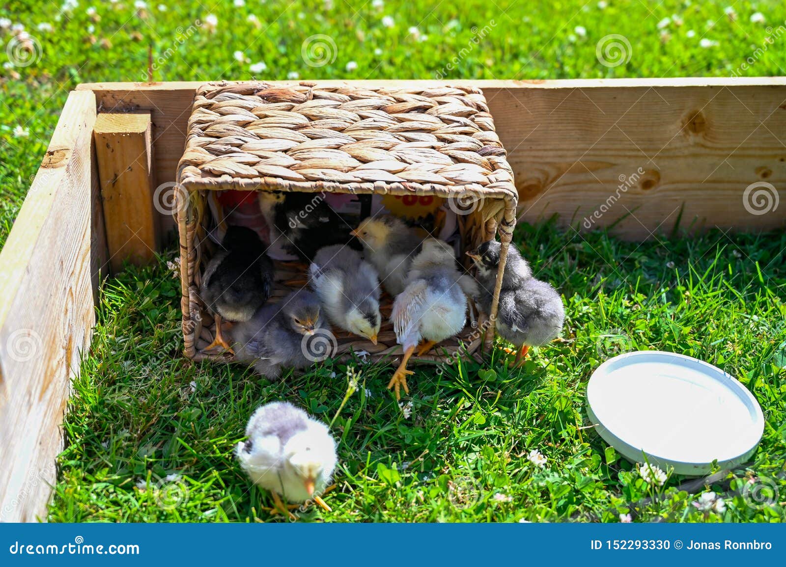 Nine Small Chickens in a Basket Standing I Grass Stock Photo Image of
