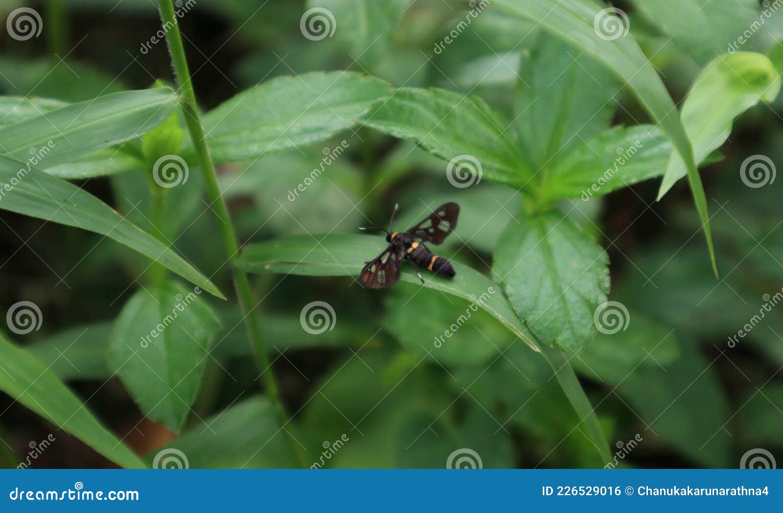 Ninespotted Moth Or Yellow Belted Amata Phegea Mating Royalty