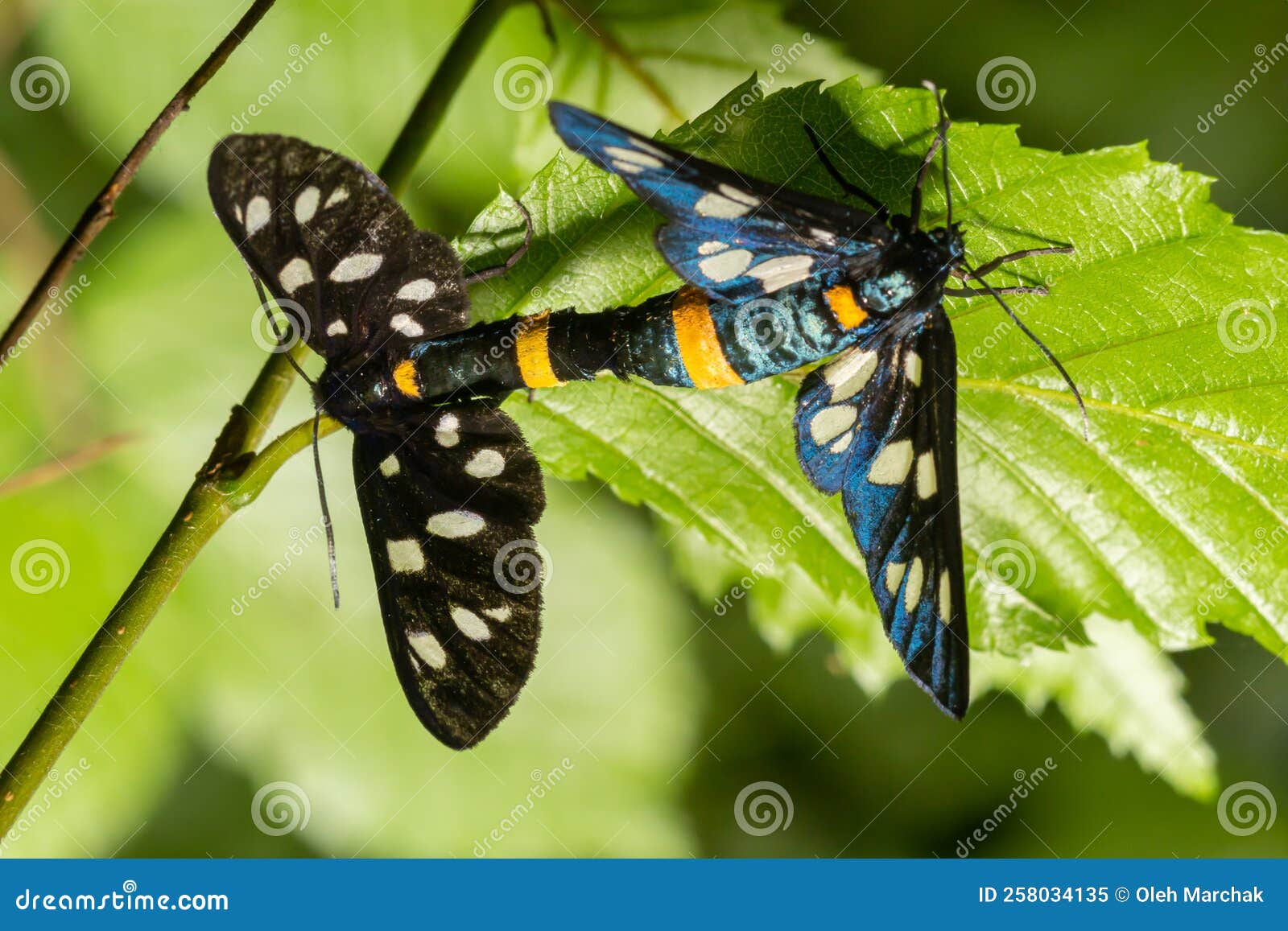 nine-spotted moth or yellow belted burnet, amata phegea, formerly syntomis phegea, macro in weed, selective focus