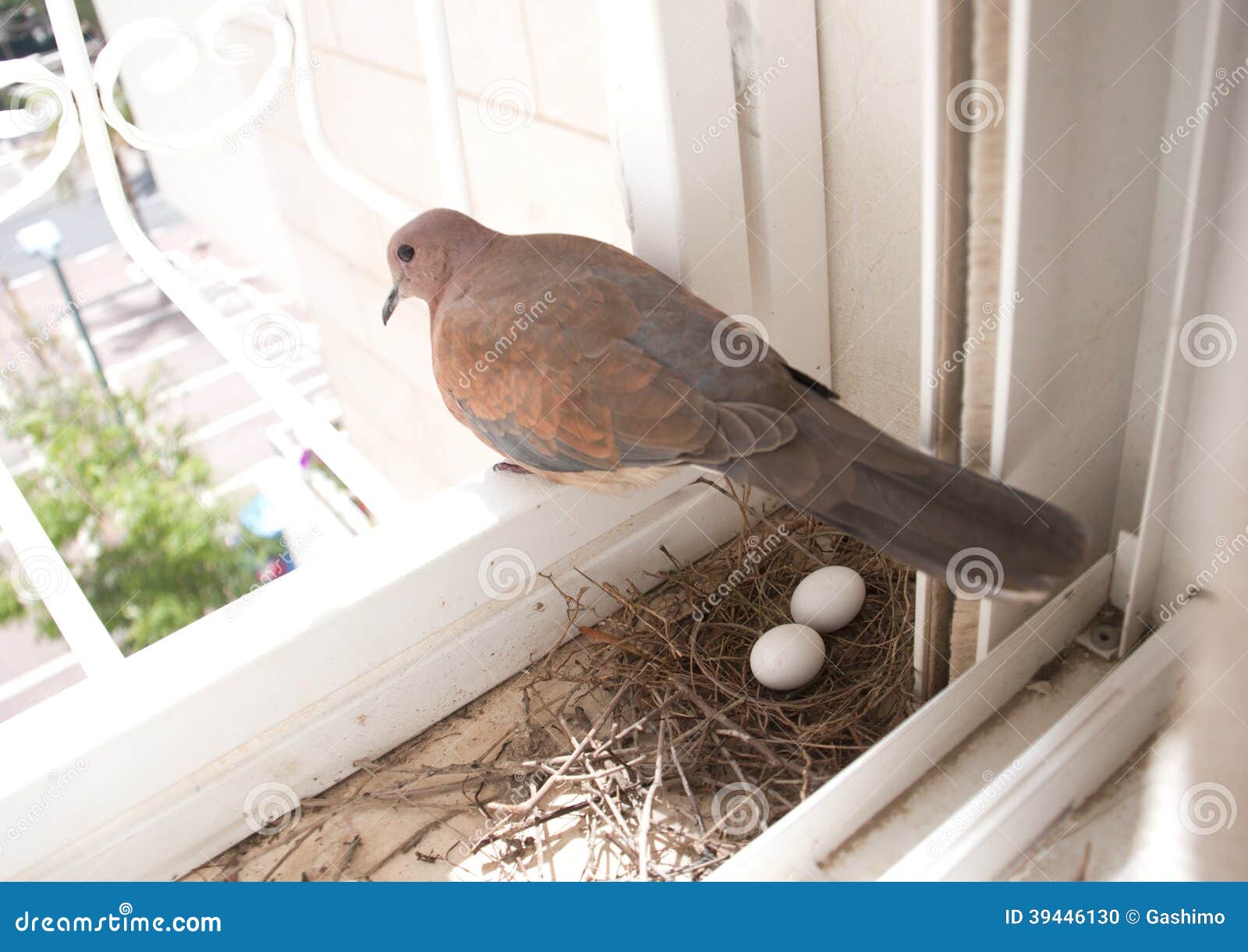 Ninho E Ovos Do Pombo Foto De Stock Imagem De Ovos Ninho 39446130