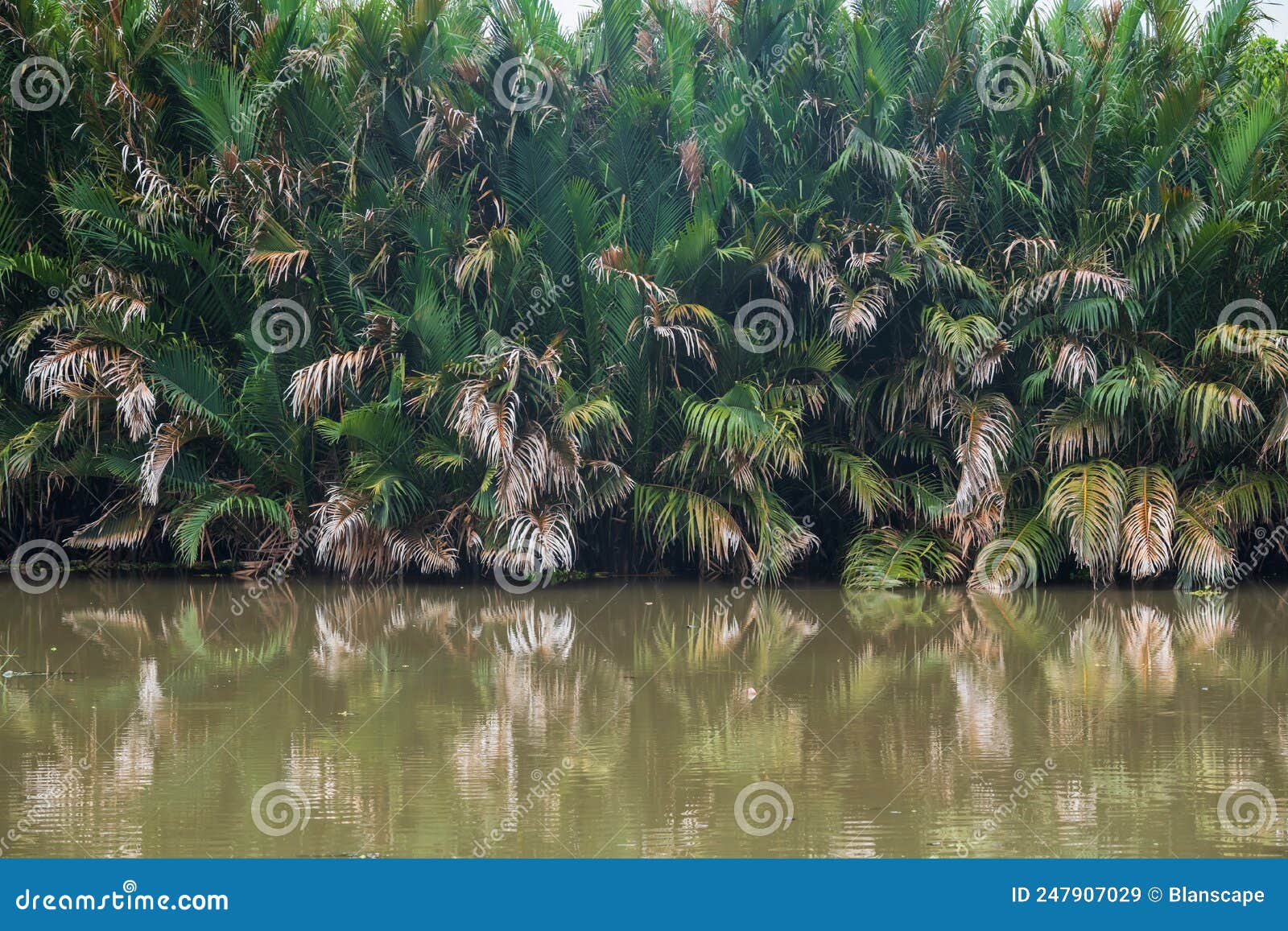 Nipa Palms Growing in River with Reflection on Water Stock Image