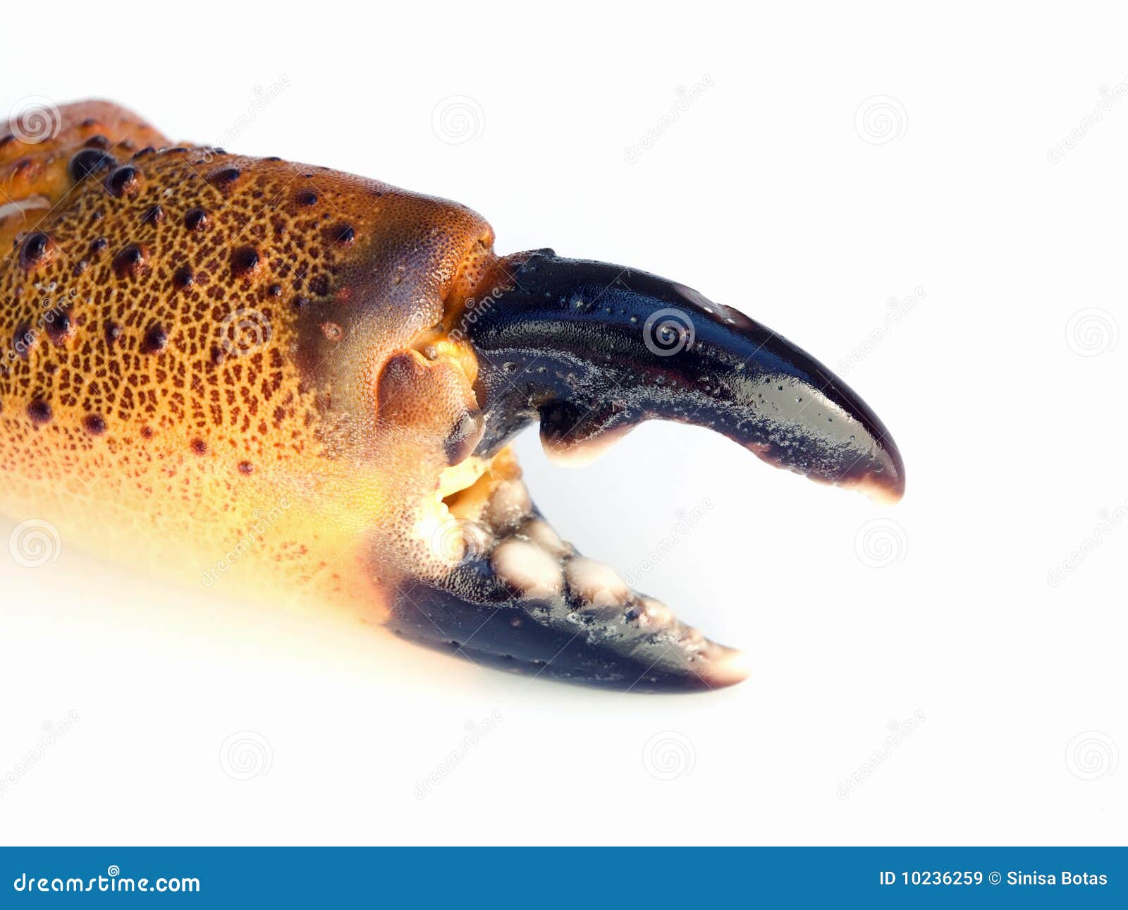 Nipper stock image. Image of seafood, cancer, ocean, shrimp 10236259