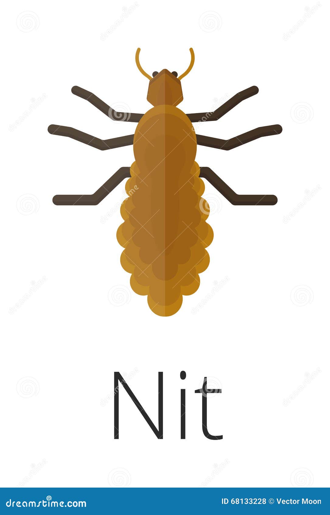 nit skin parasite insect bug .