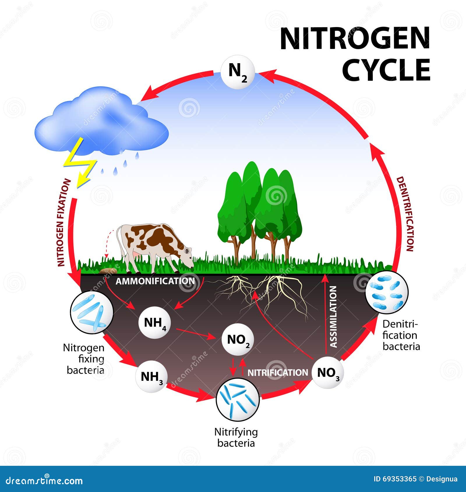 Nitrogen cycle stock vector. Illustration of 69353365