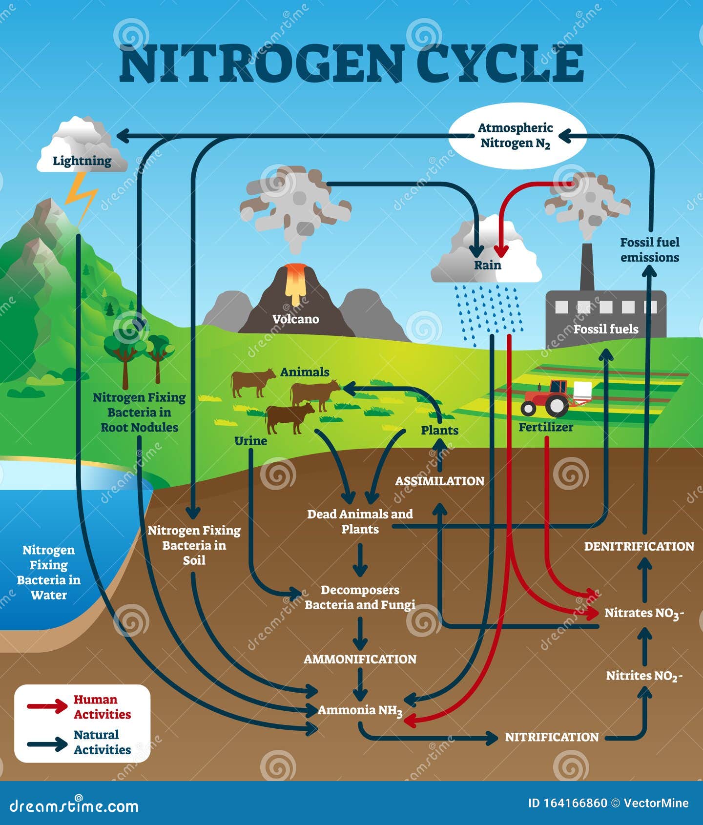 nitrogen cycle  . labeled educational chemical scheme.