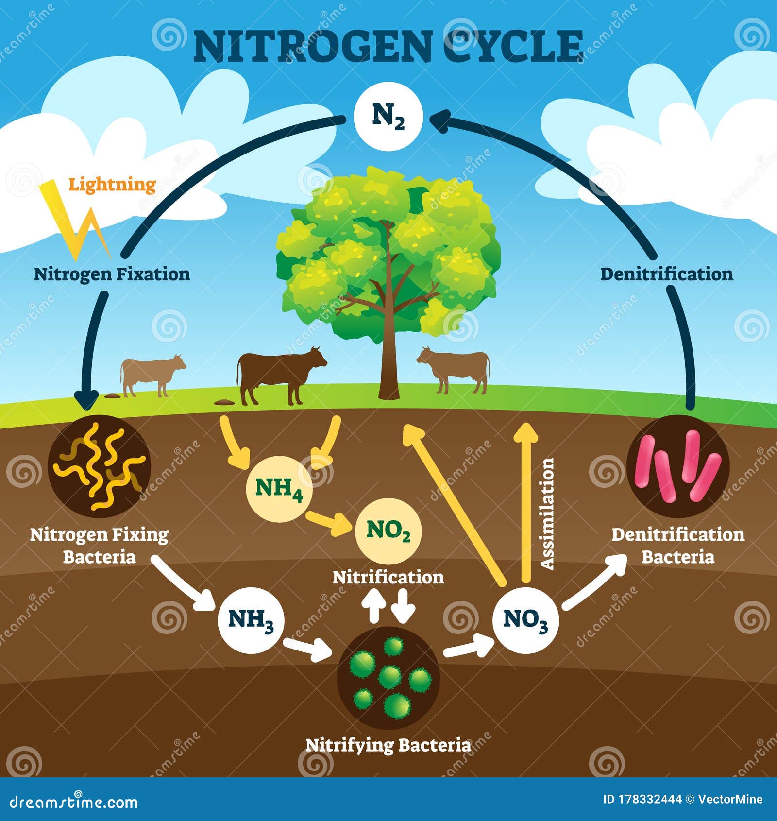 nitrogen cycle  . labeled n2 biogeochemical explanation.