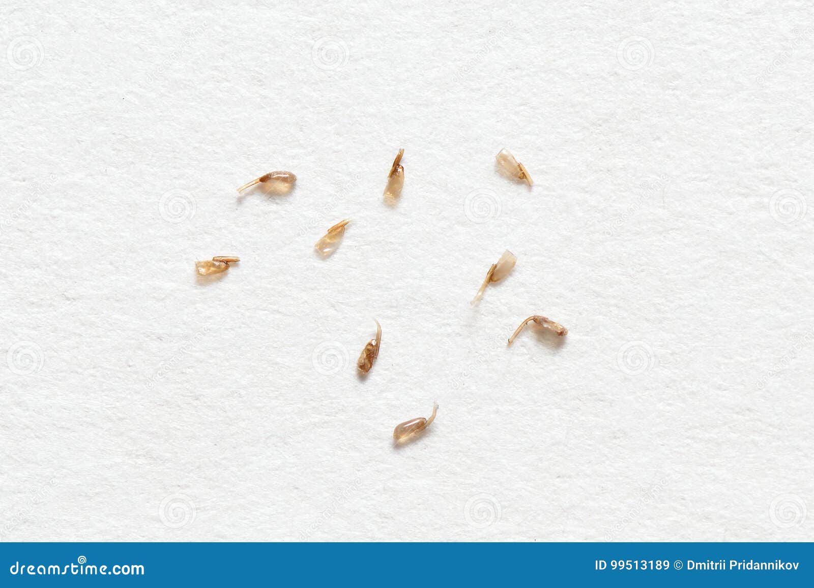 Nits Removed From The Hair On White Paper Background Stock Image