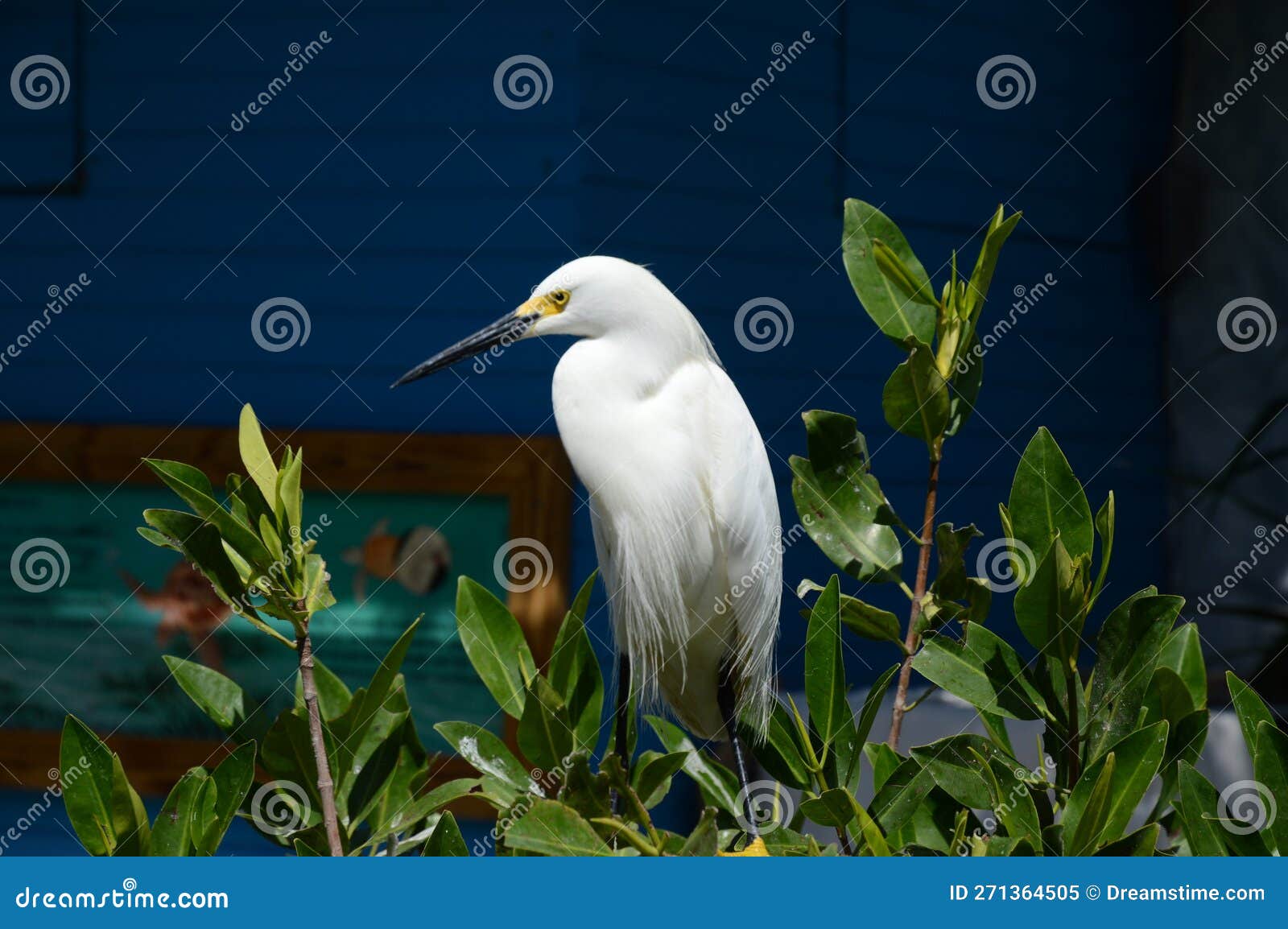 garceta nÃ­vea. nivea egret, is a heron species. (ardeidae)