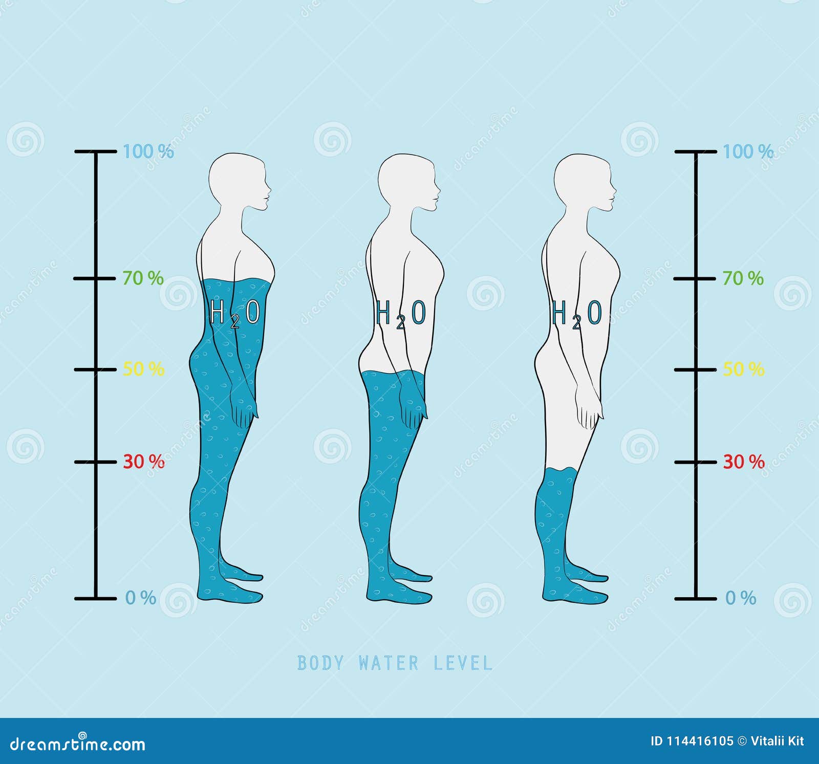 Nivå för procentsats för vatten för visning för kvinnakontur infographic i människokroppvektorillustration