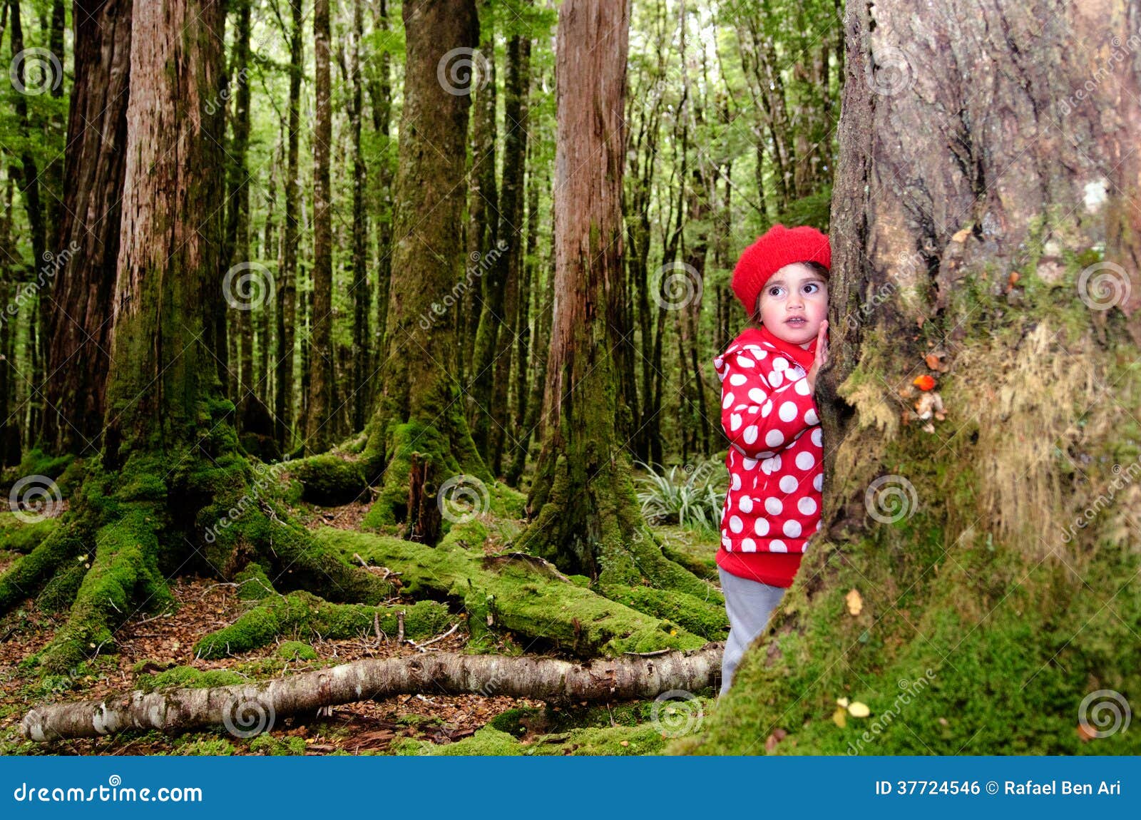 Niño perdido en el bosque foto de archivo. Imagen de cubo 37724546