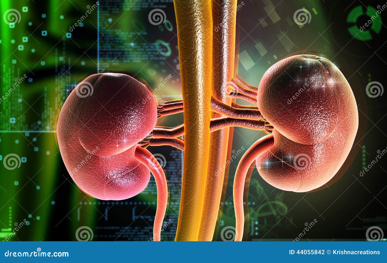 Digital illustration av njuren i färgbakgrund