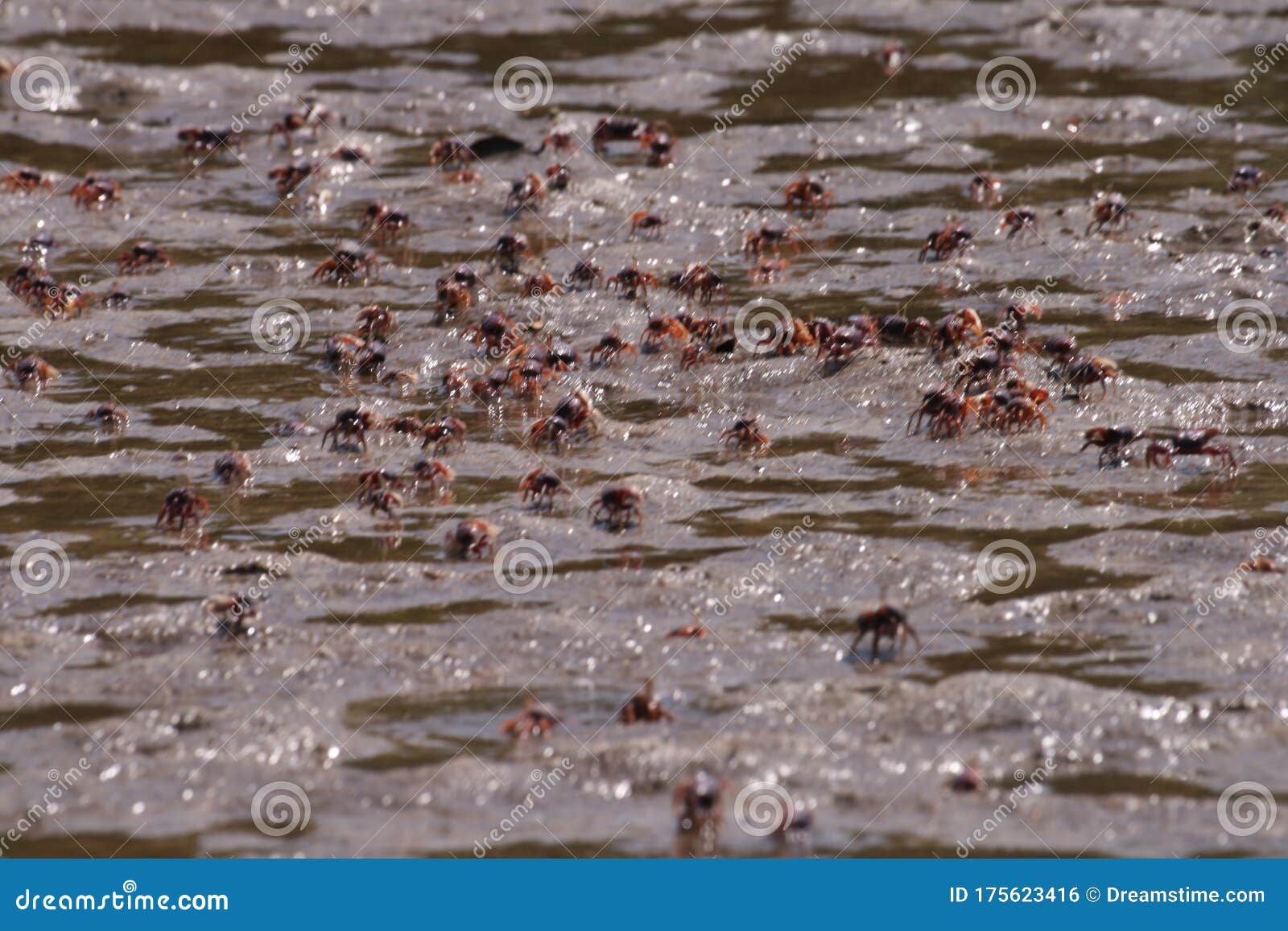 many crabs on a gambian beach