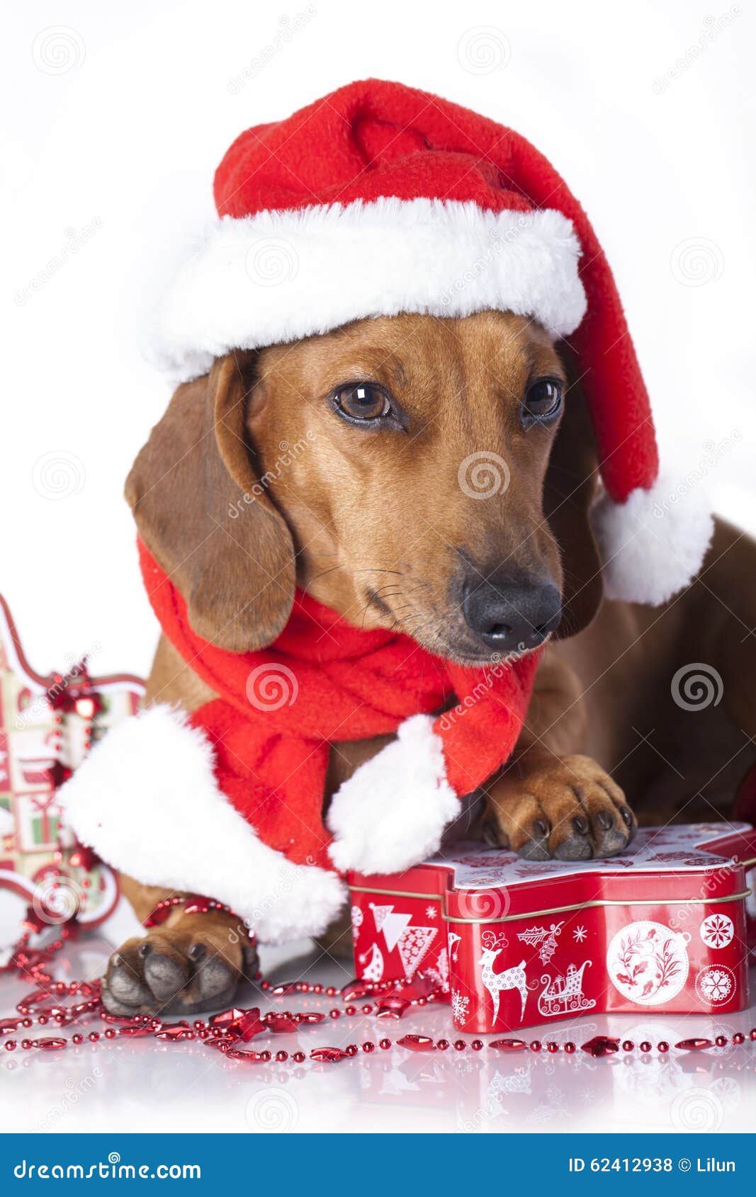 photo stock noël de chien de teckel image