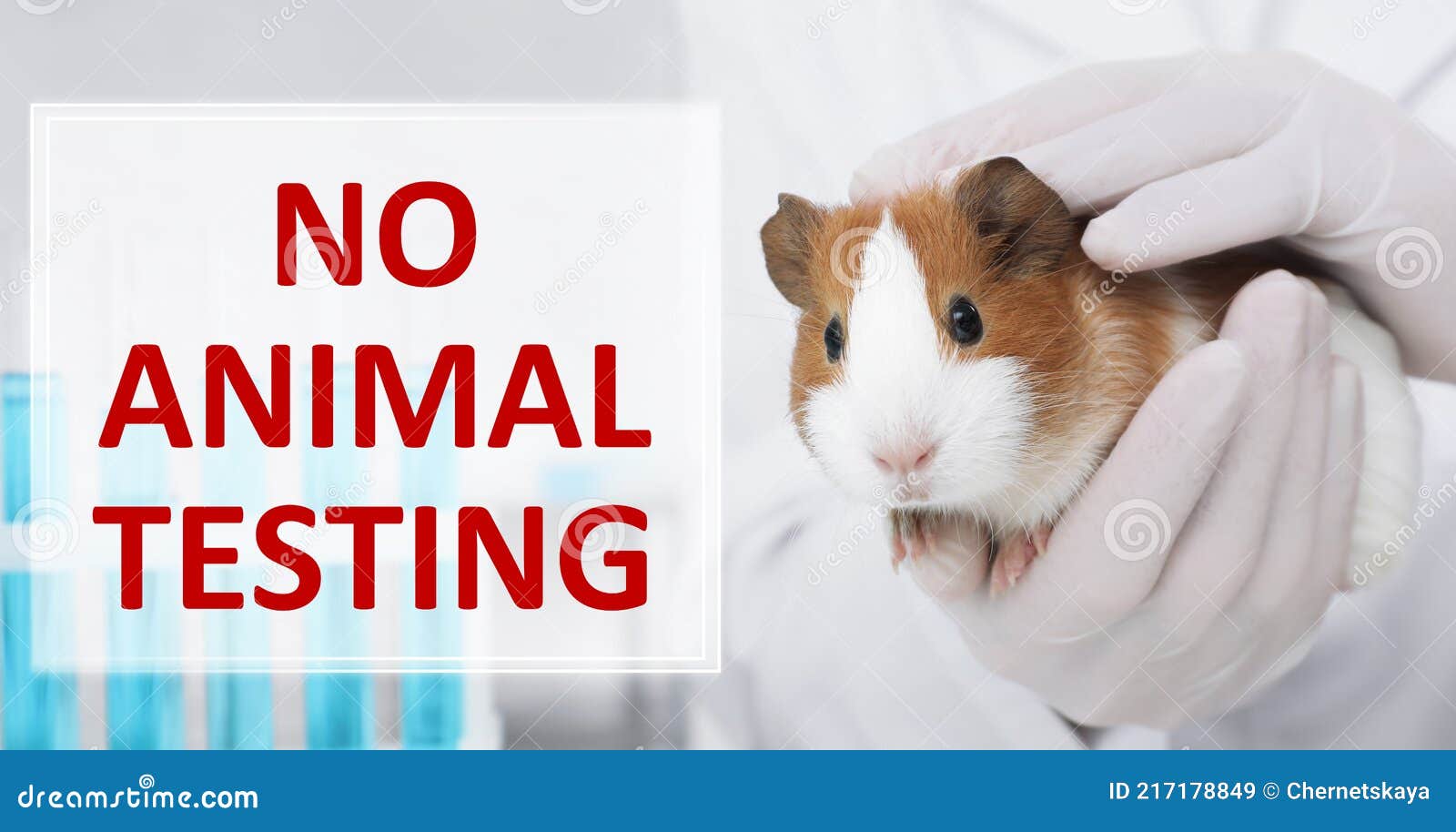 NO ANIMAL TESTING. Scientist with Guinea Pig, Closeup Stock Image