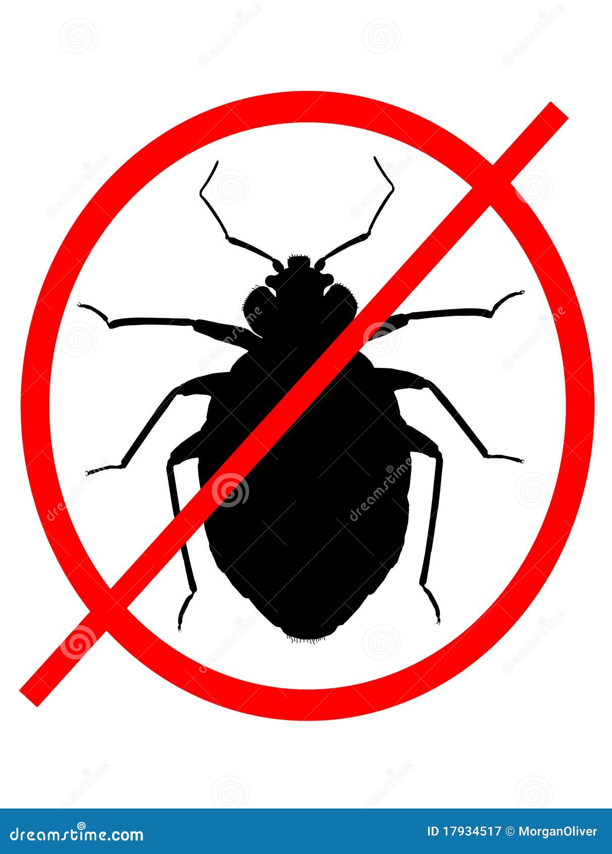 no bed bugs