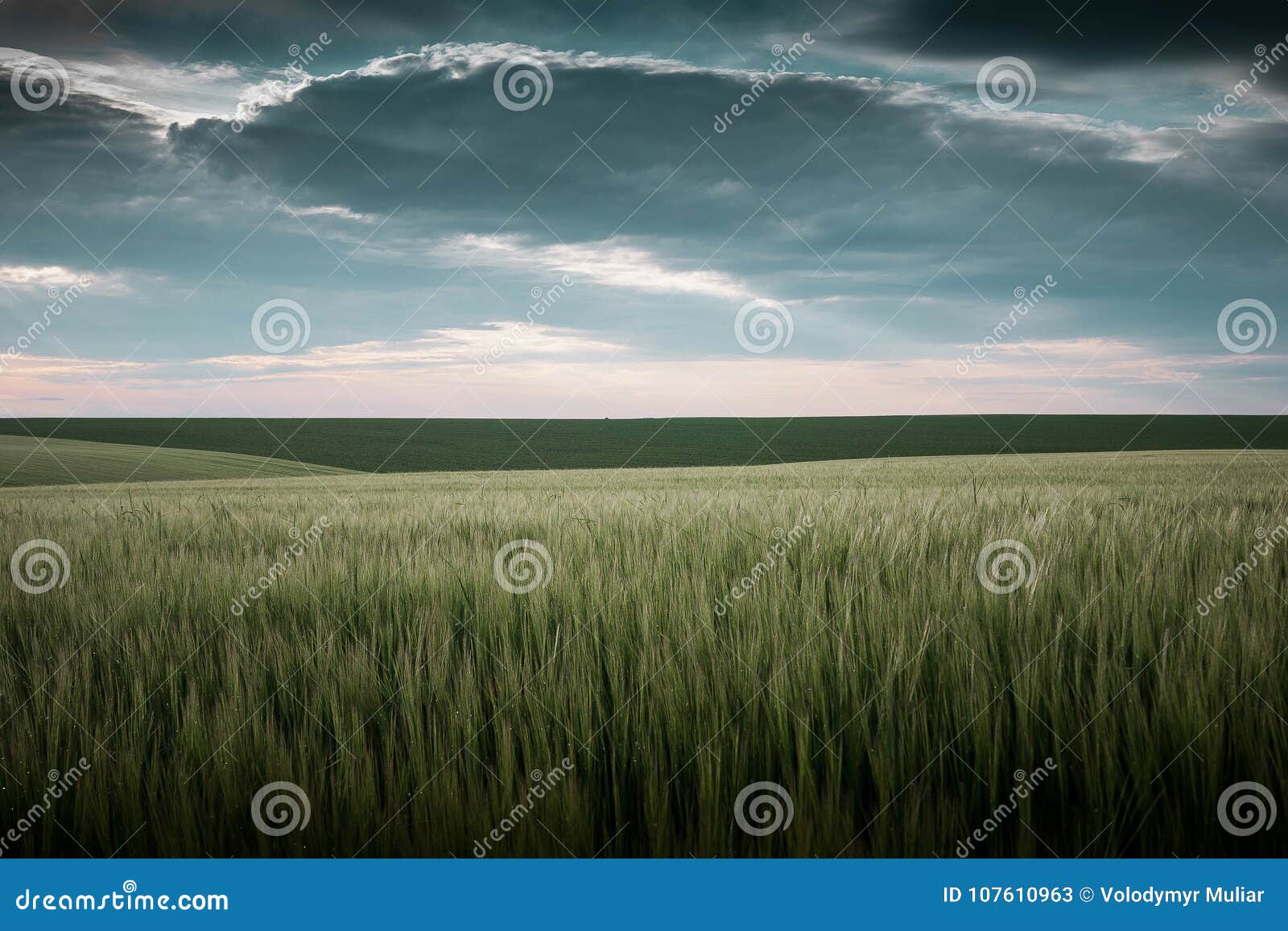 No campo aberto, o trigo cresce, sobre a terra lá é uma nuvem. No campo aberto, o trigo cresce, sobre a terra lá é um céu nebuloso, uma noite do verão